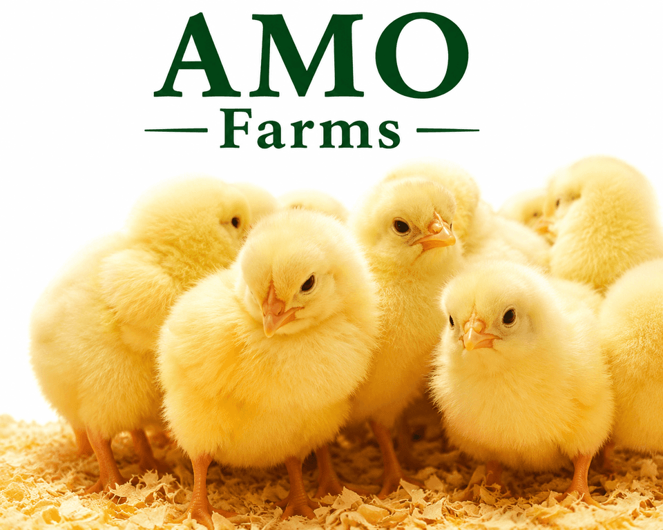 Doc-Broiler Birds (Amo)